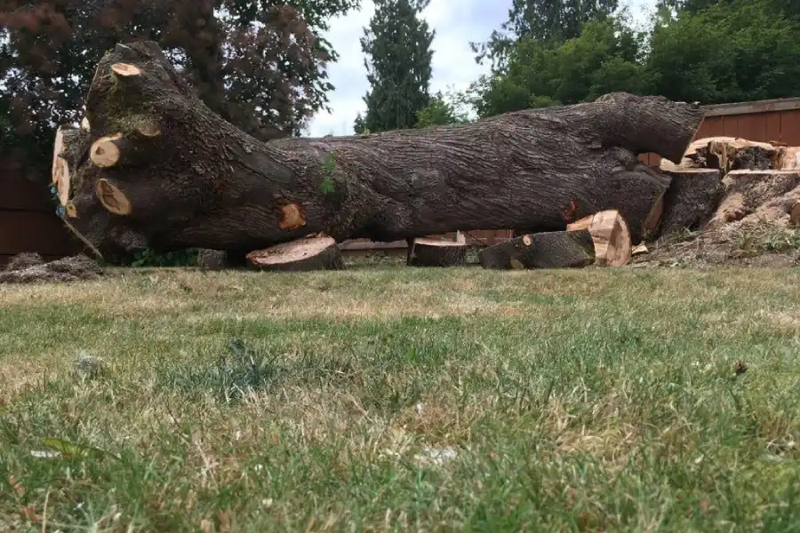 Professional Tree Services